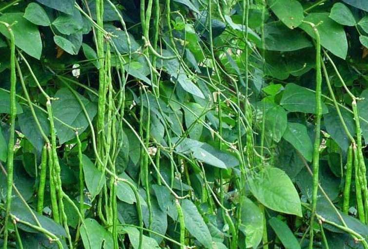 Cara Menciptakan Tanaman Kacang Panjang Berbuah Lebat Dan Tahan Penyakit