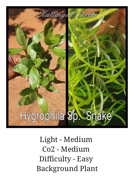 Hygrophila Sp. "Snake"