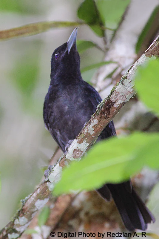 Juvenile Black-and-crimson Oriole