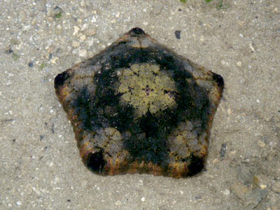 Cushion Star (Culcita novaeguineae)