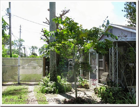 09-29-ficus-gone