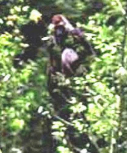 Mysteries What Was The Beast Of Seven Chutes