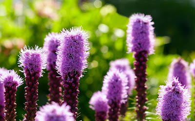 flores wallpapers - flores violetas