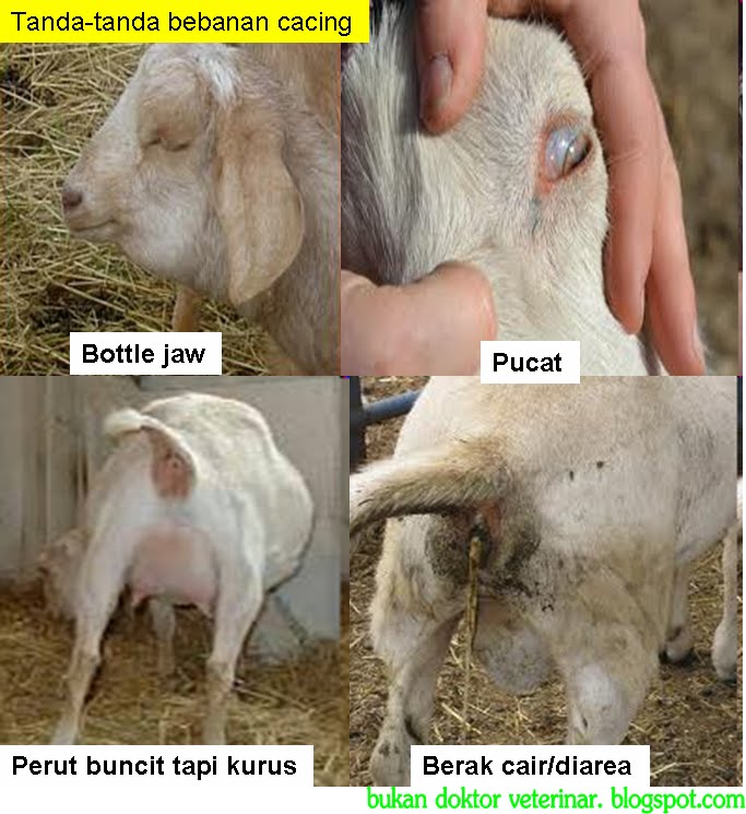 Bukan doktor veterinar: Deticking, Deworming, Maggot Wound