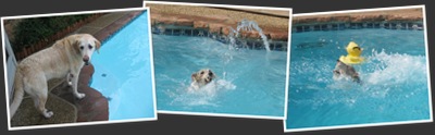 View dogs swimming