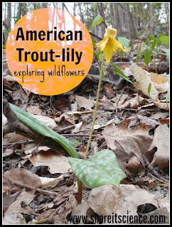 http://www.shareitscience.com/2016/05/wildflowers-american-trout-lily.html