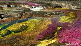 Cano Cristales Sungai Maha Indah Di Dunia