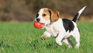 Formación de cachorros Soluciones basadas en Perth, obediencia y entrenamiento de perros