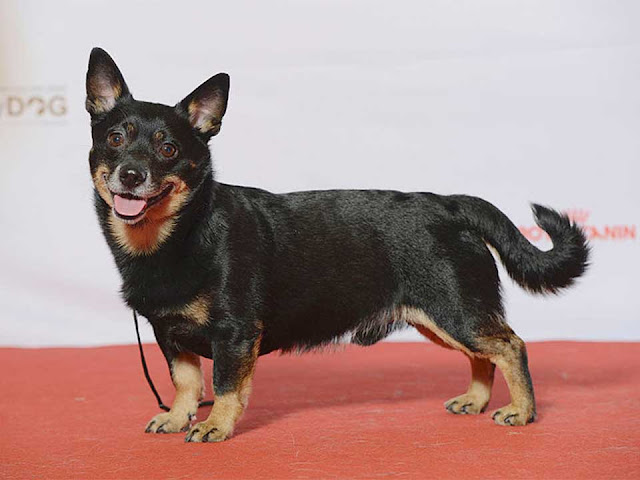 lancashire heeler, lancashire heeler puppies, lancashire heeler rescue, lancashire heeler dog, lancashire heeler breeders, lancashire heeler club, lancashire heeler mix, lancashire heeler temperament