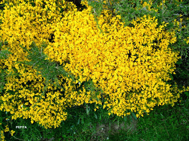 foto Flores Piorno en Jérez del Marquesado. Sierra Nevada