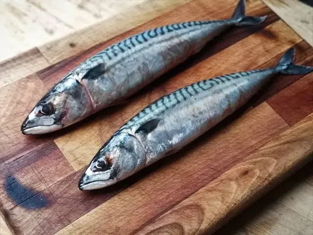 Potensi Ikan Tenggiri Daya Tarik Wisata Indonesia