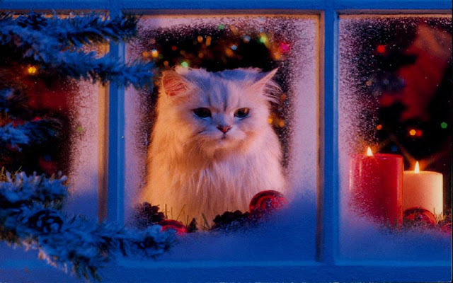 Free Download Christmas Pets HD Wallpapers  1280x800