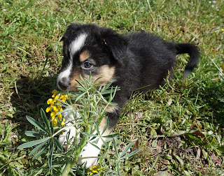 fotografia de um cachorro pastor australiano