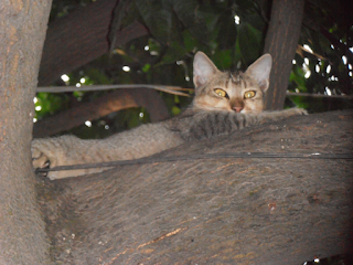 A cat looking curiously from a tree