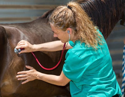 colic in horses