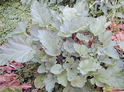 rhubarb, Rheum