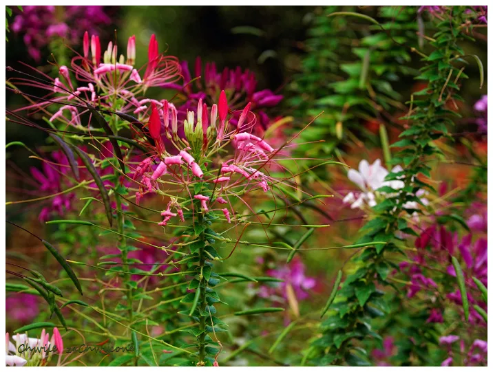 Kleome ciernista Cleome hassleriana