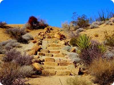 Lost Palms Oasis hike