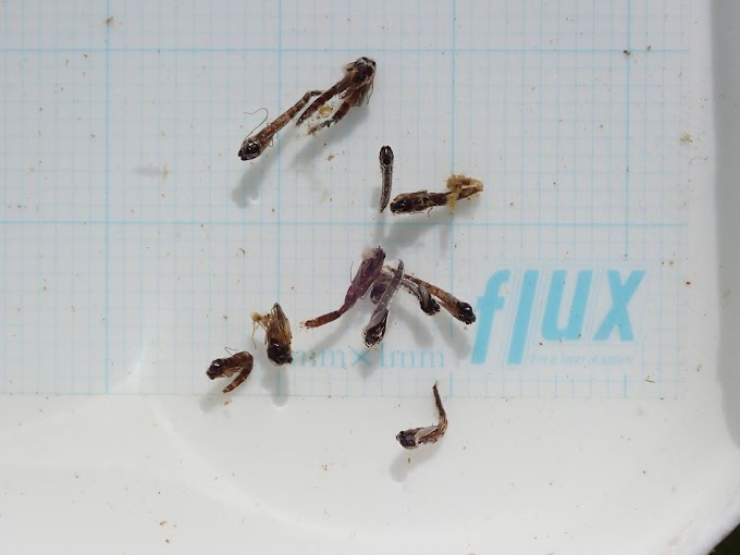 湯原の虫2021年　2月現在　Insects!