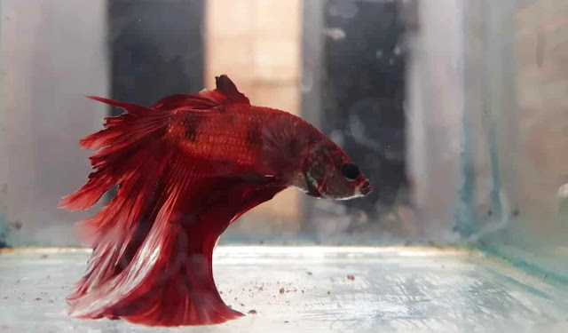Pourquoi votre poisson combattant se couche au fond de l'aquarium ?