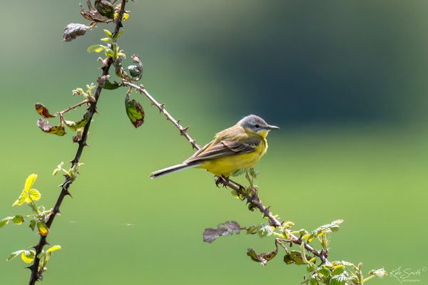Channel (yellow) wagtail