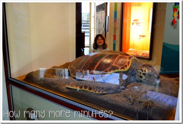 Mon Repos Turtle Centre | How Many More Minutes?