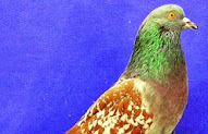 25+ Gambar Burung Ayam Merak, Yang Keren!