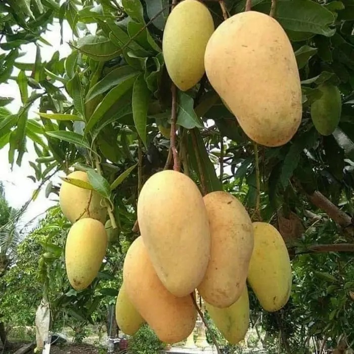 jual bibit buah mangga chokanan okulasi super unggul Banten