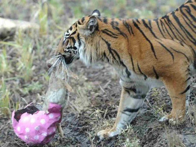 Harimau Sumatra Jantan Bunuh Pasangannya di Kebun Binatang London