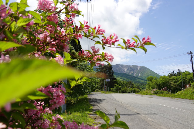 香取　大山環状道路　タニウツギ（谷空木）