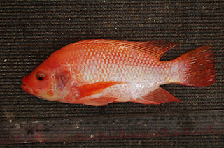 Ikan Nila Merah