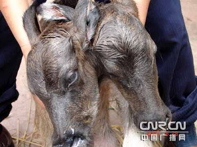 Newborn calf with two heads 