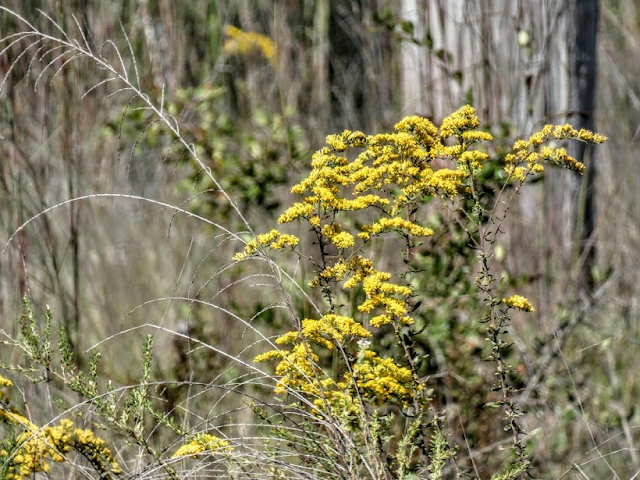 Golden rod