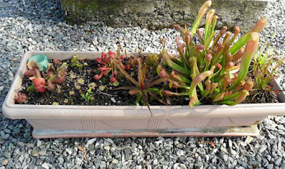 minibog- plantas carnivoras-carnivorous plants