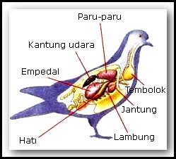 knowledge my kingdom sistem  pencernaan pada burung  merpati