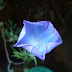 Morning Glory Flower Name In Kannada