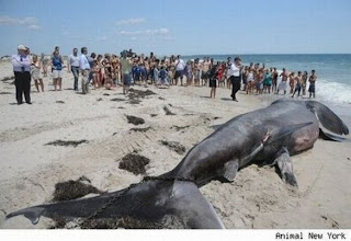 Kumpulan Foto Monster Laut Yang Pernah Tertangkap