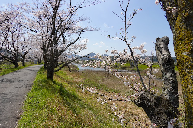 法勝寺川桜並木道　ソメイヨシノ桜