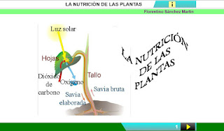  la nutrición de las plantas