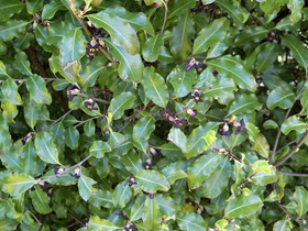 pttesporum flowers