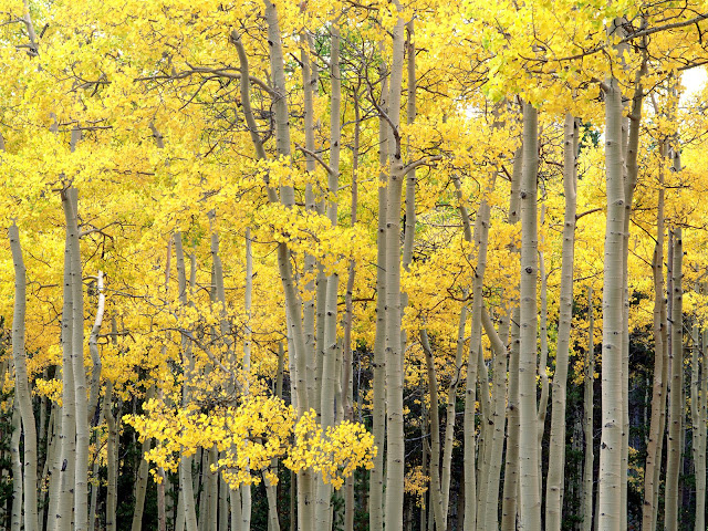 Autumn Aspens, Kenosha Pass, Pike National Forest wallpaper