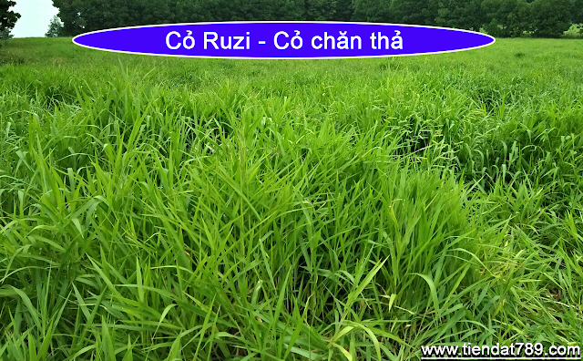 Cỏ Ruzi