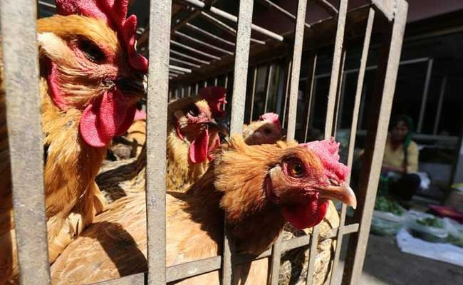 China Reports First Human Case Of H3N8 Bird Flu