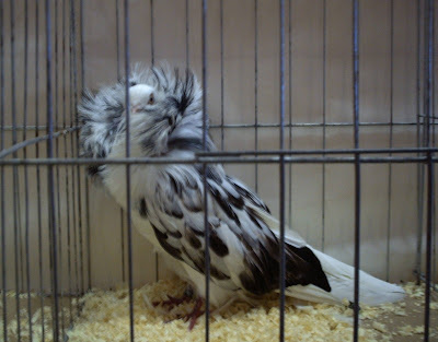 Jacobin Pigeon