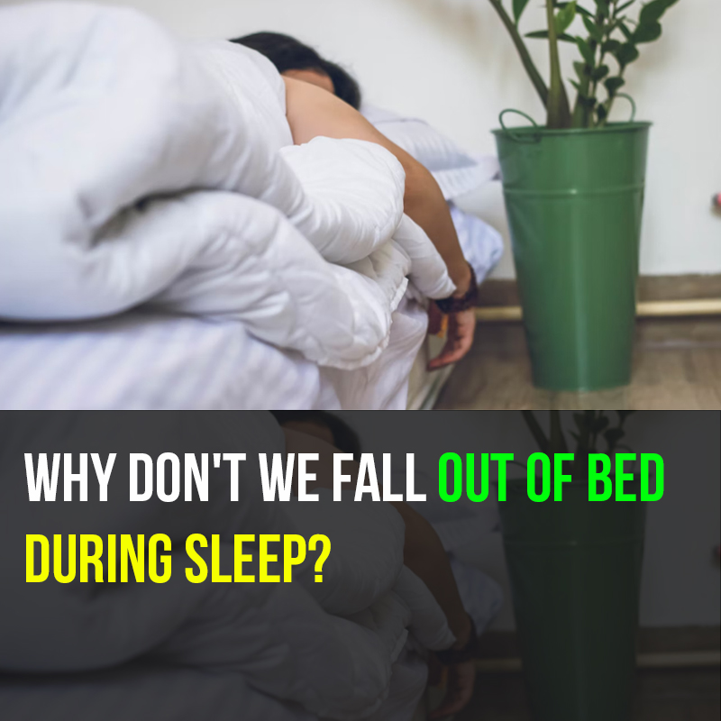 Why don't we fall out of bed during sleep?