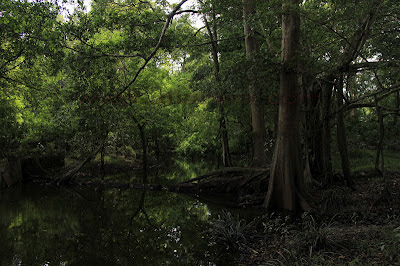 Wisata Hutan Desa Buluhcina Riau