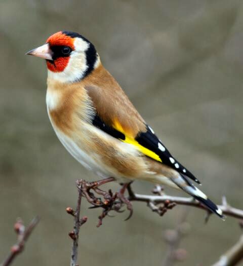 Suara burung european goldfinch