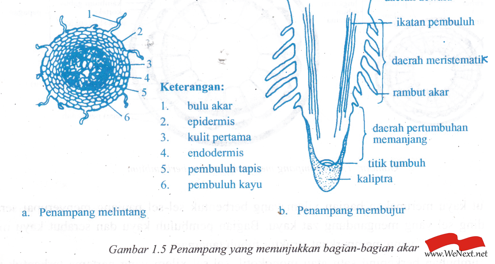 3 Modifikasi Epidermis Beserta Fungsinya