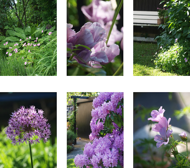 Lilla blomster i haven er storkenæb, rhododendron, allium, tulipaner og geranier