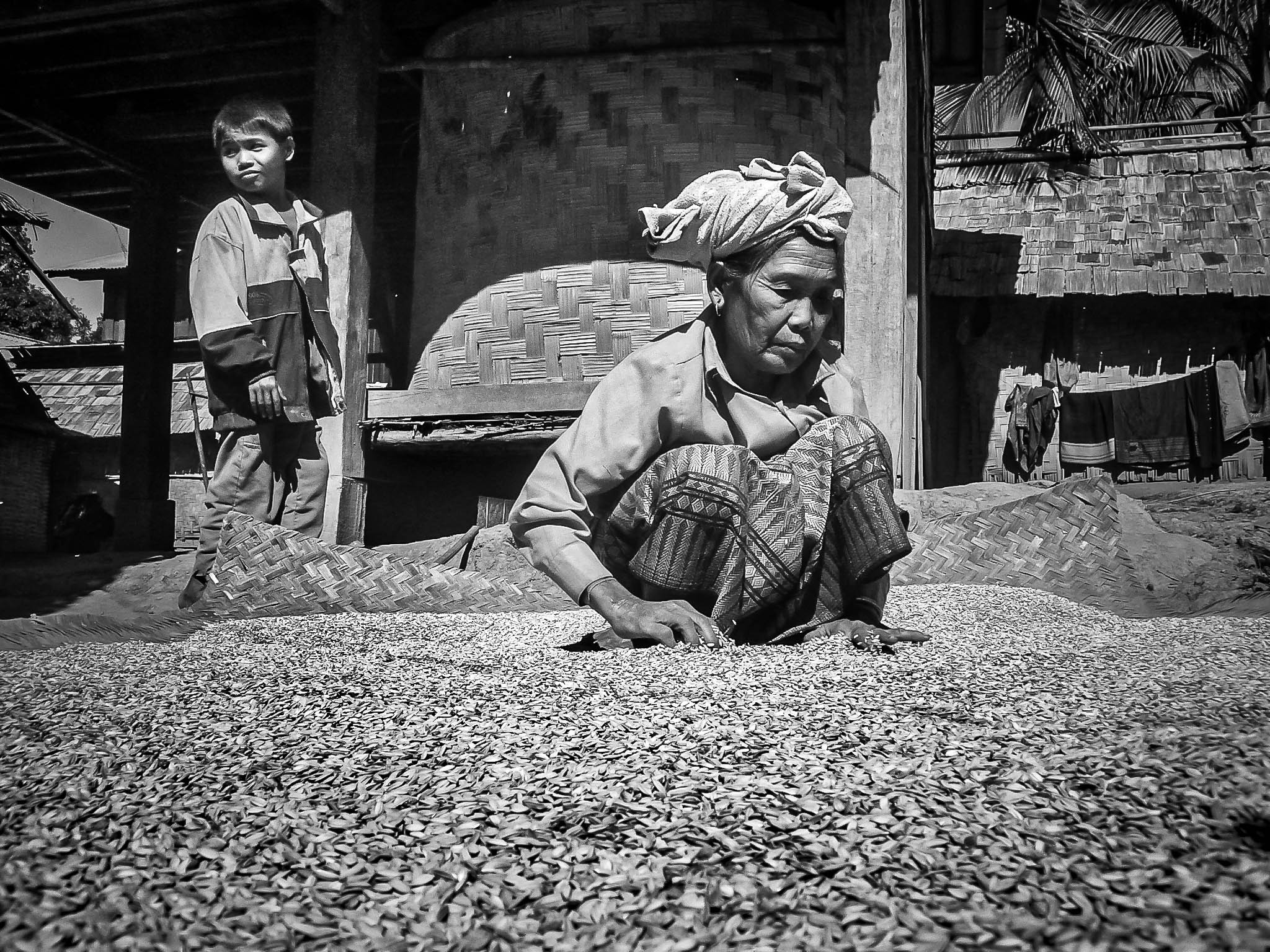Collita d'arròs (Laos)